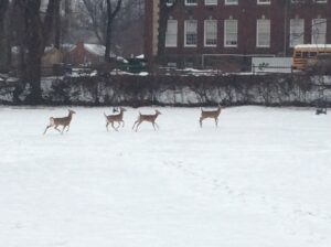 Read more about the article Deer in the Snow