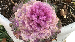 Looking Forward to Spring