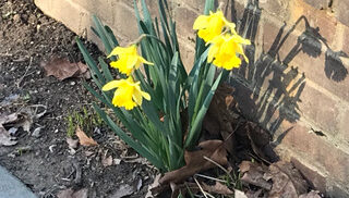 Looking Forward to Spring