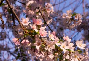 Read more about the article Spring is Finally Here!