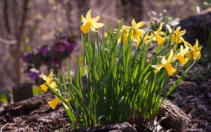 Read more about the article Daffodils
