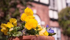 Read more about the article Colors of Spring