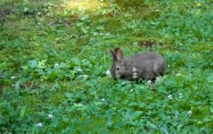 Read more about the article Summer Bunny