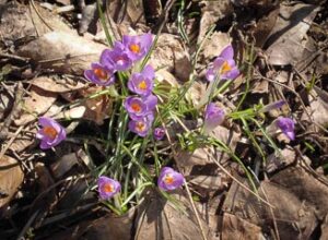 Read more about the article Signs of Spring