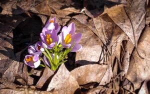 Read more about the article Spring is Popping!