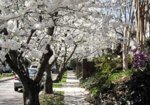 Read more about the article Cherry Blossoms!
