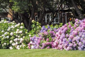 Read more about the article Summer Flowers